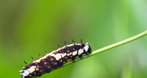 Common Mime Caterpillar