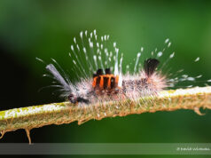 Tussock Moth Caterpillar
