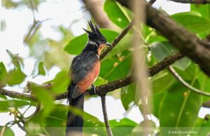 Chestnut-winged cuckoo