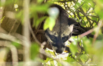 Common Palm Civet