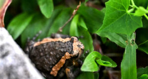 Banded Bullfrog