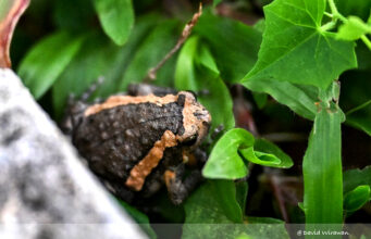 Banded Bullfrog