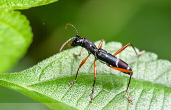 Longhorn Beetle – Sclethrus malayanus