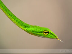 Bigeye Green Whip Snake