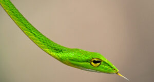 Bigeye Green Whip Snake