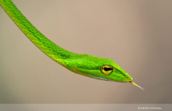 Bigeye Green Whip Snake
