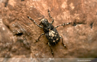 Sphinctotropis paviei