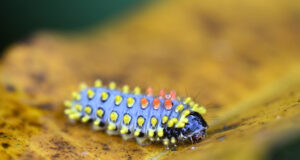 Cyclosia papilionaris caterpillar