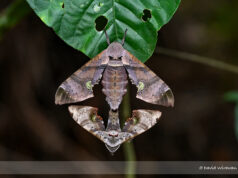 Durian Hawkmoth