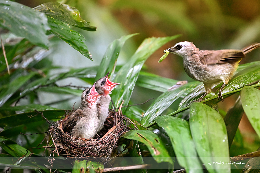 Yellow-vented Bulbul - Singapore Geographic