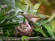 Why do mother birds eat their babies’ poops?