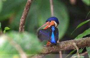 Blue-eared Kingfisher