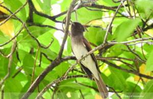 Black Paradise Flycatcher