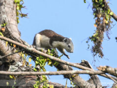 Finlayson’s Squirrel