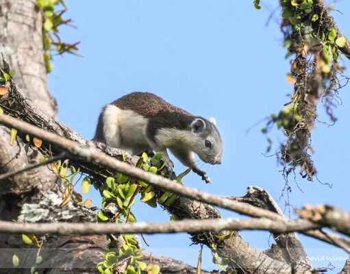 Finlayson’s Squirrel