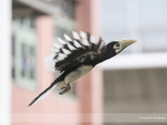 Oriental Pied Hornbill Juvenile