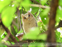 Collared Scops Owl