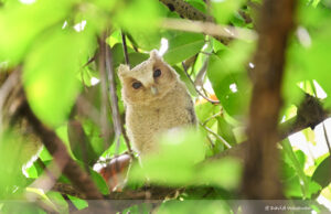 Collared Scops Owl