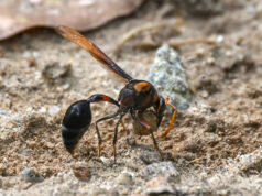 Mud Wasp – Delta pyriforme