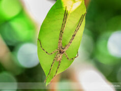 Heteropoda venatoria