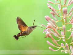 Hummingbird Hawk Moth