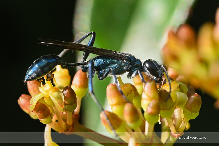 Chalybion bengalense
