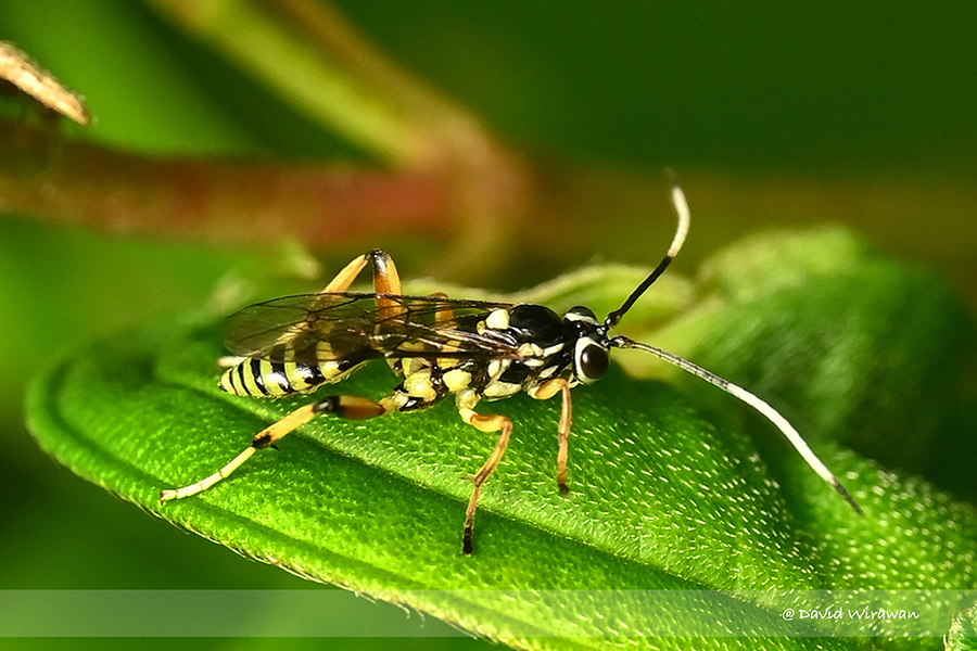 Ichneumonid wasps