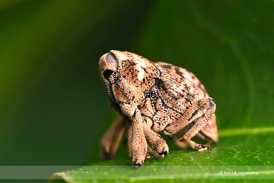 Phloeoglymma sp – Weevil