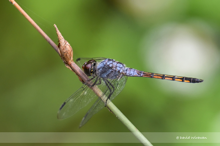 Potamarcha congener - Singapore Geographic