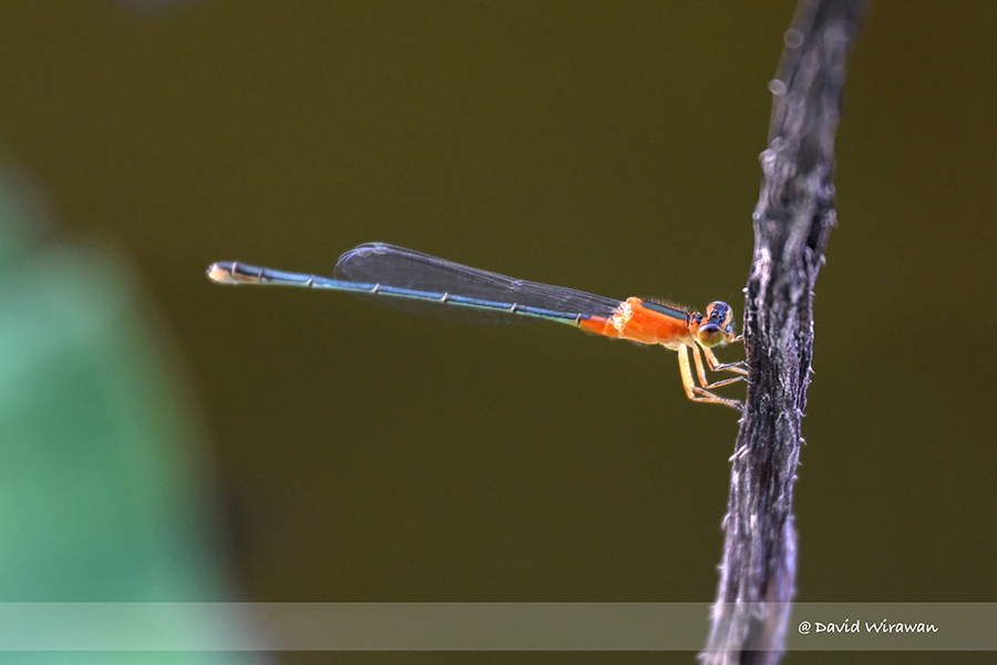 Common Bluetail – Tropical Bluetail