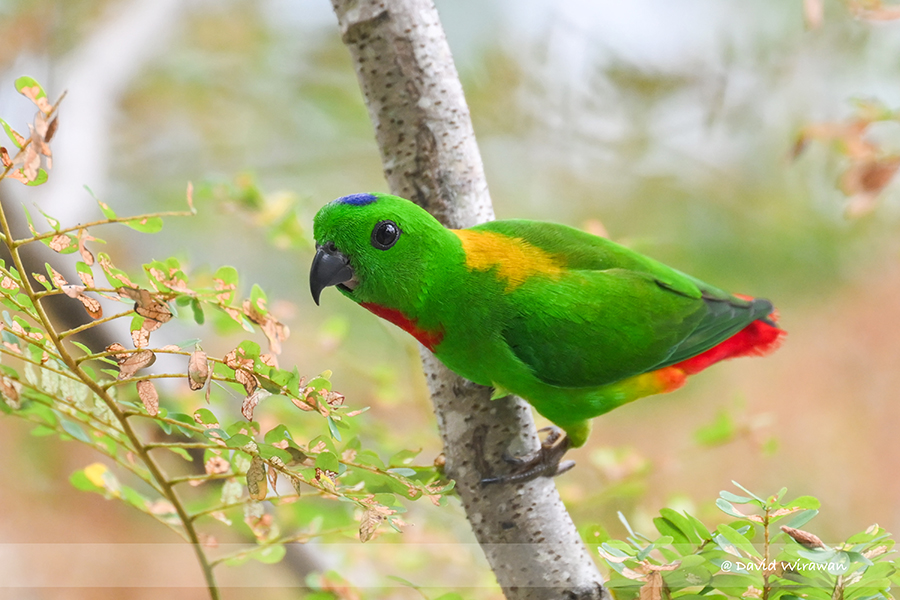 Blue-crowned Hanging Parrot