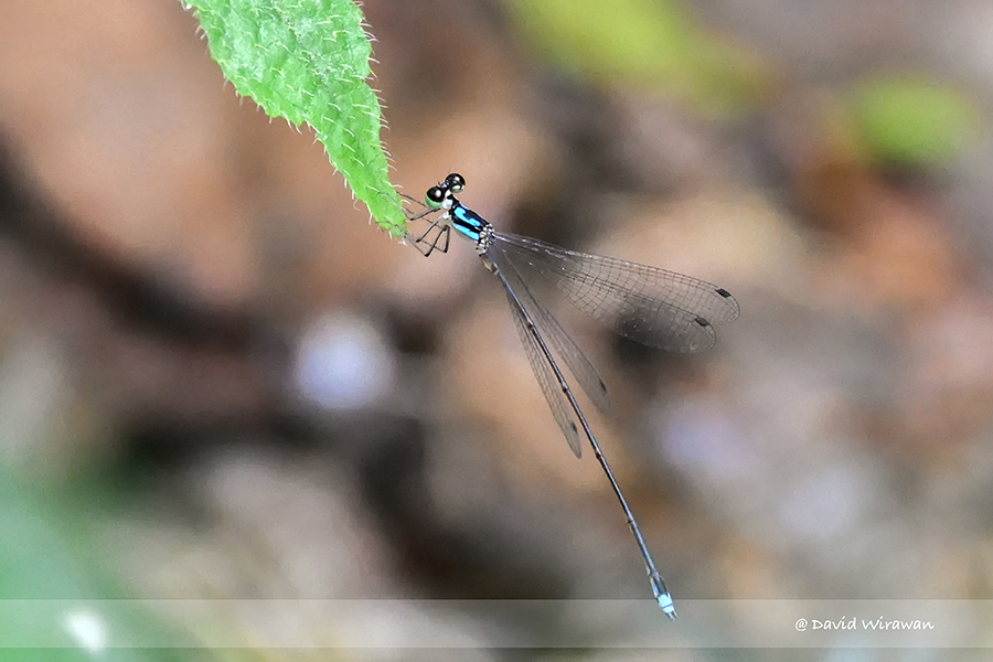 Coeliccia octogesima