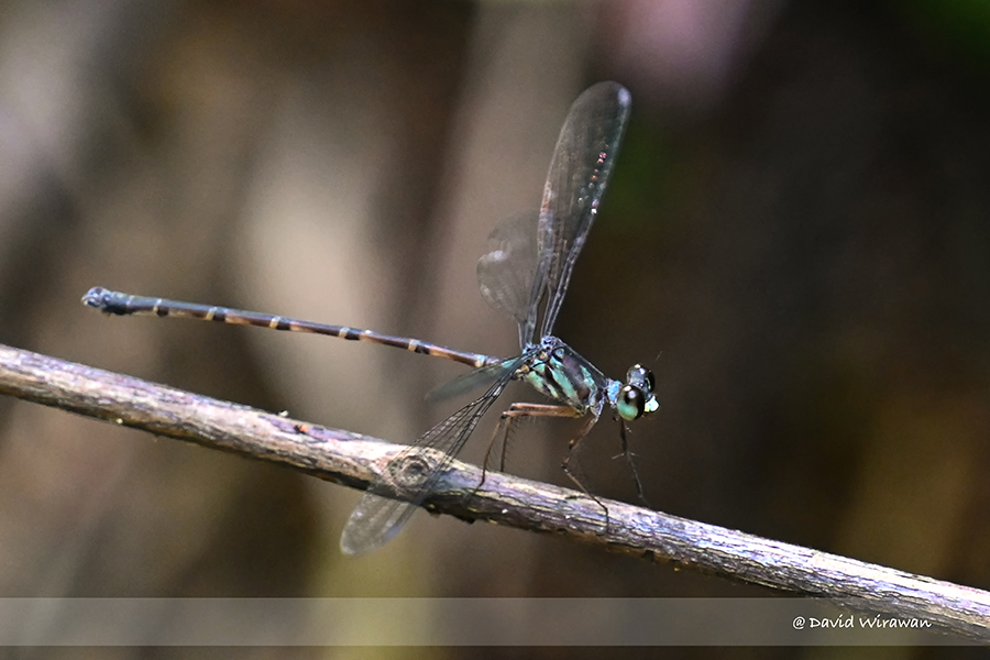 Blue-spotted Flatwing