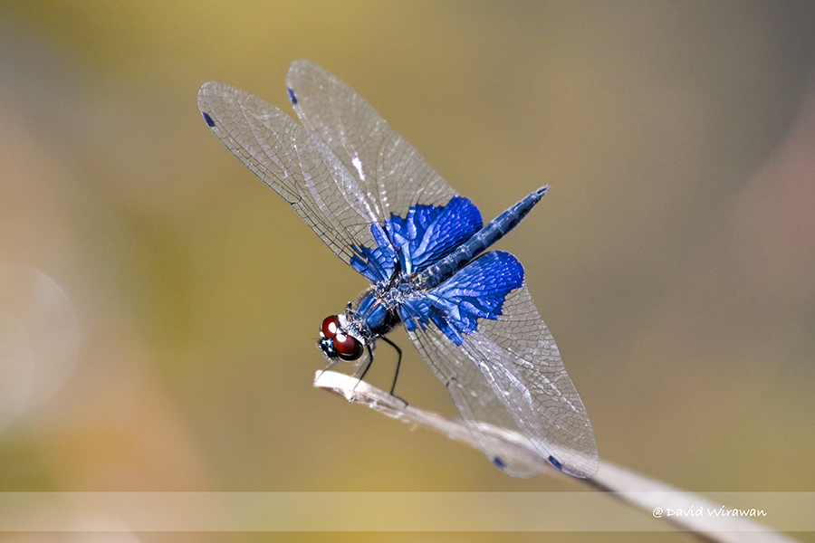 Sapphire Flutterer