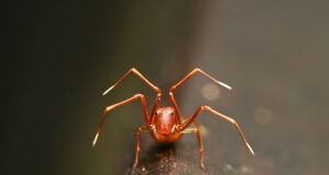 Ant-mimicking Crab Spiders – Amyciaea sp