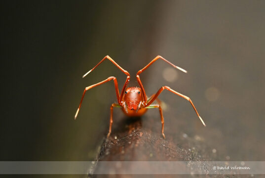 Ant-mimicking Crab Spiders – Amyciaea sp