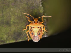 Antestiopsis anchora