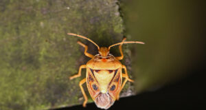 Antestiopsis anchora