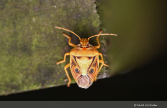 Antestiopsis anchora