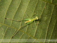 Singapore Predatory Bush-Cricket
