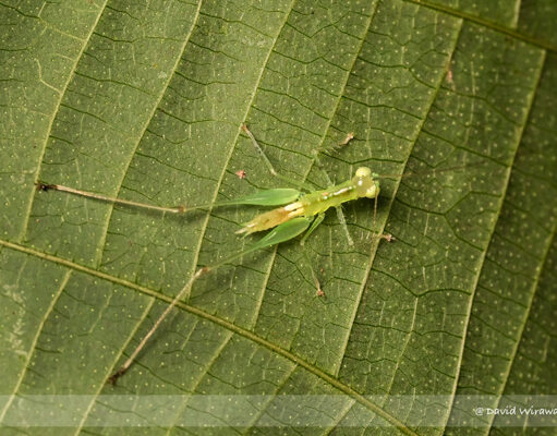 Singapore Predatory Bush-Cricket