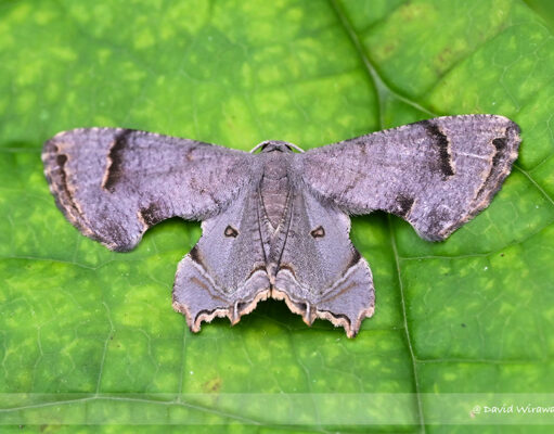 Dysaethria sp