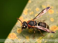 Potter Wasps or Mason Wasps – Eumeninae sp