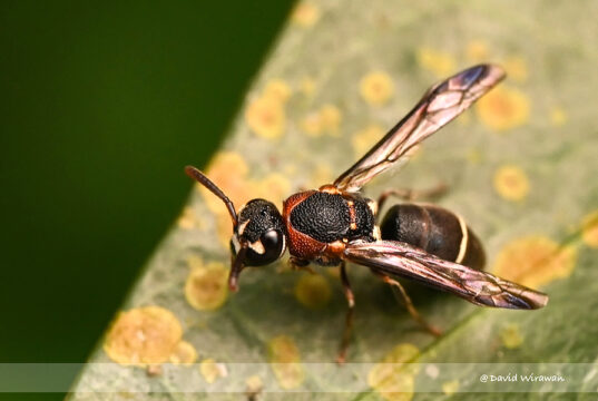 Potter Wasps or Mason Wasps – Eumeninae sp