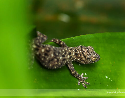 Gekko monarchus