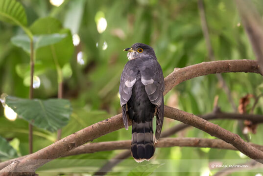 Hodgson’s Hawk-Cuckoo