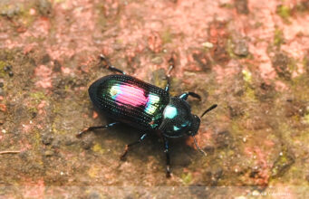 Augolesthus andoi