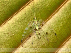 Green Lacewing