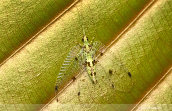 Green Lacewing