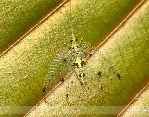 Green Lacewing